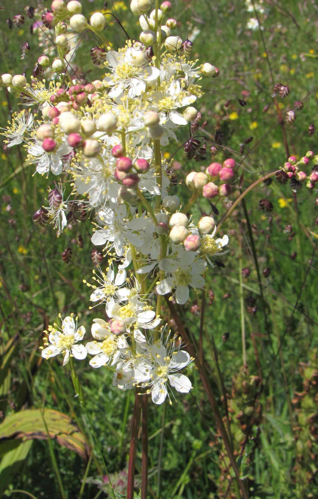 saxifraga - no, Filipendula sp.